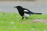 Eurasian Magpie